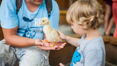 Petting Zoo Birthday