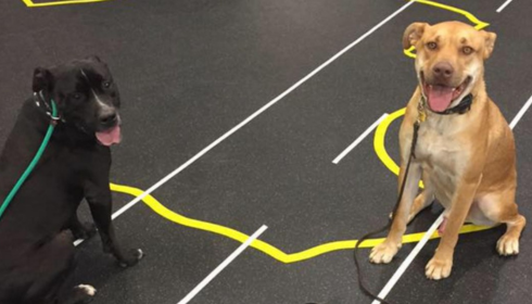 board and train near me